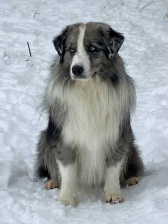 Blue Diamond Labakan Slovakia