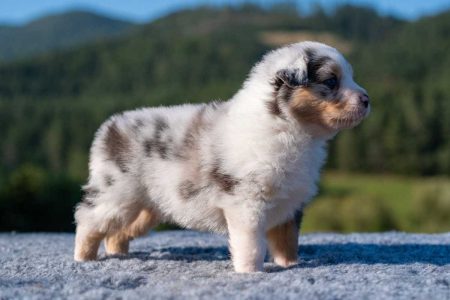 Airin - blue merle suka, dlhý chvost (blue merle female, long tail) Airin - blue merle suka, dlhý chvost (blue merle female, long tail)