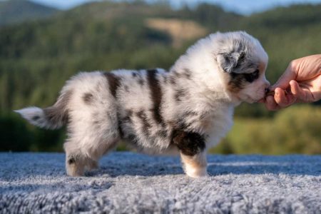 Aischa - blue merle suka, dlhý chvost (blue merle female, long tail) Aischa - blue merle suka, dlhý chvost (blue merle female, long tail)