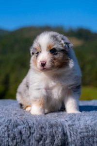Ayden - blue merle pes, kupírovaný chvost (blue merle male, docked) Ayden - blue merle pes, kupírovaný chvost (blue merle male, docked)