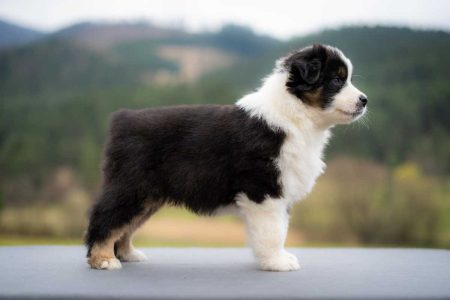 Calvin Labakan Slovakia, black tri nbt male, reserved Calvin Labakan Slovakia, black tri nbt male, reserved