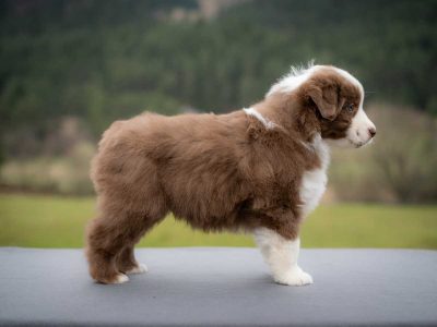 Cooper Labakan Slovakia, red bicolor male, short tail, AVAILABLE Cooper Labakan Slovakia, red bicolor male, short tail, AVAILABLE
