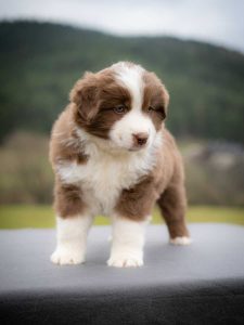 Cooper Labakan Slovakia, red bicolor male, short tail, AVAILABLE Cooper Labakan Slovakia, red bicolor male, short tail, AVAILABLE