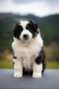 Calvin Labakan Slovakia, black tri nbt male, reserved Calvin Labakan Slovakia, black tri nbt male, reserved