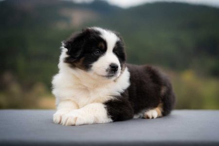 Calvin Labakan Slovakia, black tri nbt male, reserved Calvin Labakan Slovakia, black tri nbt male, reserved
