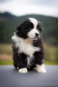Candy Labakan Slovakia, black bi nbt female, reserved Candy Labakan Slovakia, black bi nbt female, reserved