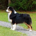 AKC CH Inner Beauty "Sevey" AKC CH Inner Beauty "Sevey"
