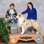 AKC CH Indian Dream Labakan Slovakia "Indy" AKC CH Indian Dream Labakan Slovakia "Indy"
