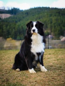 Thami Labakan Slovakia