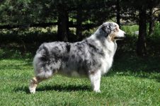 Ch.PL,Ch.SR Thornapple Cowgirl Shine „Tori“