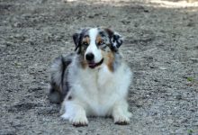 Ch.PL,Ch.SR Thornapple Cowgirl Shine „Tori“