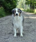 Ch.PL,Ch.SR Thornapple Cowgirl Shine „Tori“
