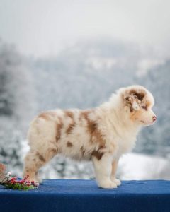 Vick (Russia)