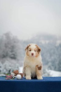Vick (Russia)