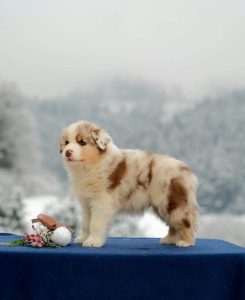 Viggo (Italy)