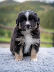 X-Mas Buddy - pes(male)