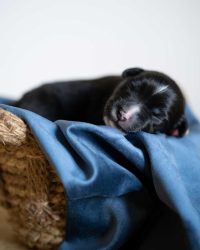 Zorro - black bicolor pes, kupírovaný chvost (black bicolor male, docked) Zorro - black bicolor pes, kupírovaný chvost (black bicolor male, docked)