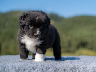Zorro - black bicolor pes, kupírovaný chvost (black bicolor male, docked) Zorro - black bicolor pes, kupírovaný chvost (black bicolor male, docked)