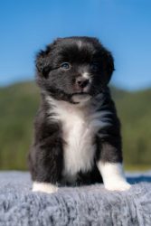 Zorro - black bicolor pes, kupírovaný chvost (black bicolor male, docked) Zorro - black bicolor pes, kupírovaný chvost (black bicolor male, docked)