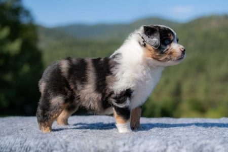 Zuckerina - Blue merle tricolor, chvost kupírovaný (blue merle tricolor, docked)