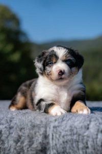 Zuckerina - Blue merle tricolor, chvost kupírovaný (blue merle tricolor, docked)
