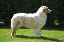JCh, Ch SR, GrandCH, ClubCh: Aisha Labakan Slovakia „Ajka“ JCh, Ch SR, GrandCH, ClubCh: Aisha Labakan Slovakia „Ajka“