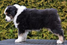 Dayen Labakan Slovakia Dayen Labakan Slovakia