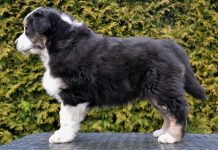 Dorian Labakan Slovakia Dorian Labakan Slovakia