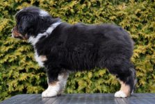 Dundee Labakan Slovakia Dundee Labakan Slovakia