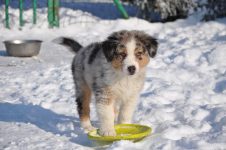 Silver Dream Aussies You're My Blue Sky "Benji"