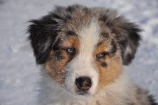 Silver Dream Aussies You're My Blue Sky "Benji"