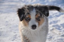 Silver Dream Aussies You're My Blue Sky "Benji"