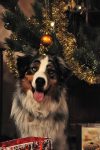 Silver Dream Aussies You're My Blue Sky "Benji"
