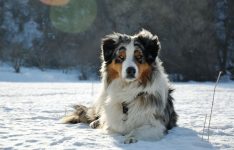 Silver Dream Aussies You're My Blue Sky "Benji"