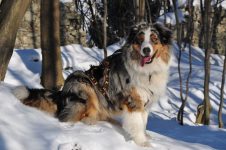 Silver Dream Aussies You're My Blue Sky "Benji"