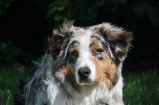 Silver Dream Aussies You're My Blue Sky "Benji"
