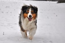Silver Dream Aussies You're My Blue Sky "Benji"