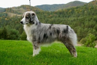 Blue Diamond Labakan Slovakia Blue Diamond Labakan Slovakia