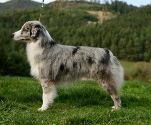 Blue Diamond Labakan Slovakia Blue Diamond Labakan Slovakia