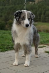 Blue Diamond Labakan Slovakia Blue Diamond Labakan Slovakia