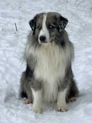 Blue Diamond Labakan Slovakia