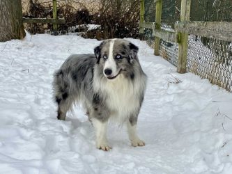 Blue Diamond Labakan Slovakia