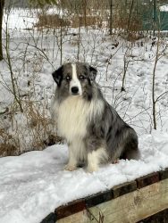 Blue Diamond Labakan Slovakia