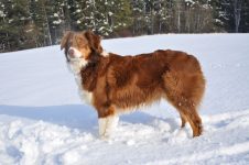 JCH Chessie Labakan Puella Fera "Chessie"
