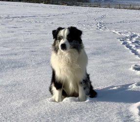 Enrico Mini´s Labakan Slovakia