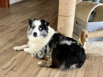 Enrico Mini´s Labakan Slovakia