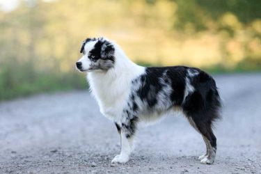 Enrico Mini´s Labakan Slovakia