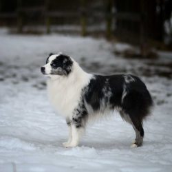 Enrico Mini´s Labakan Slovakia Enrico Mini´s Labakan Slovakia