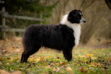 Yuki - jeseň zprava