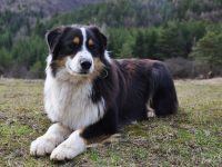 JCh.SR,JCh.PL,Ch.SR Thunder Hill Easy Ryder "Easy"